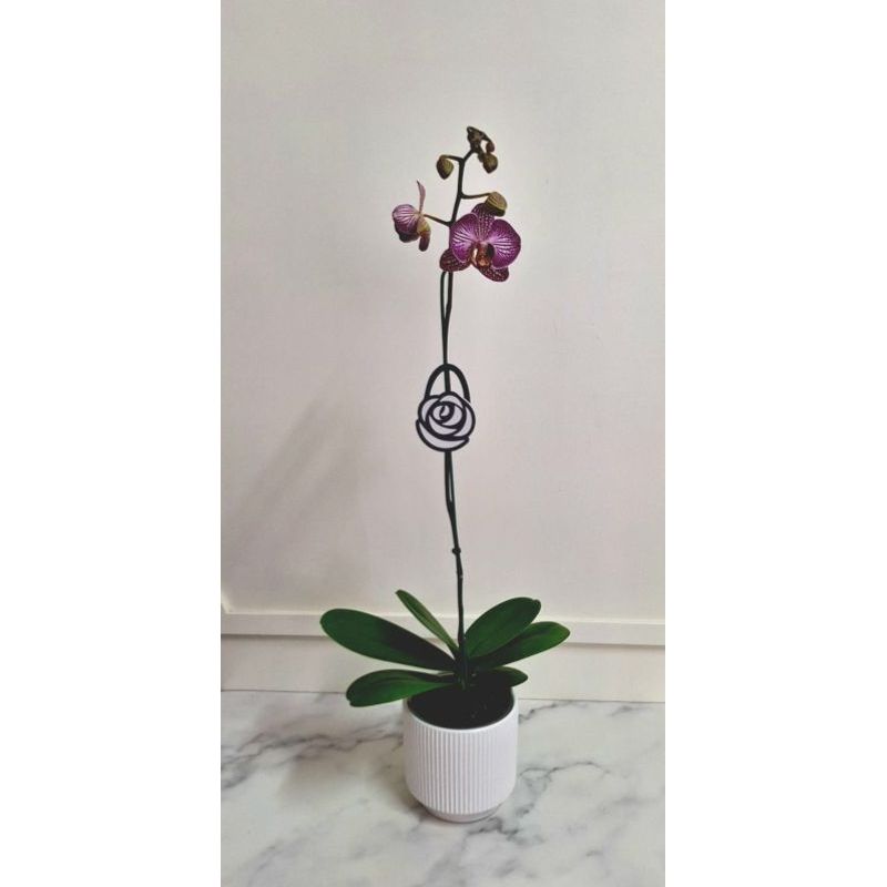 FLORALIA - Arreglo Flores - Orquídea Phalaenopsis Blanca - Orquidea - 2 varas