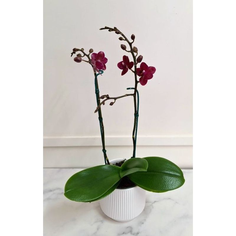 FLORALIA - Arreglo Flores - Orquídea Phalaenopsis Las Palmas color Morado