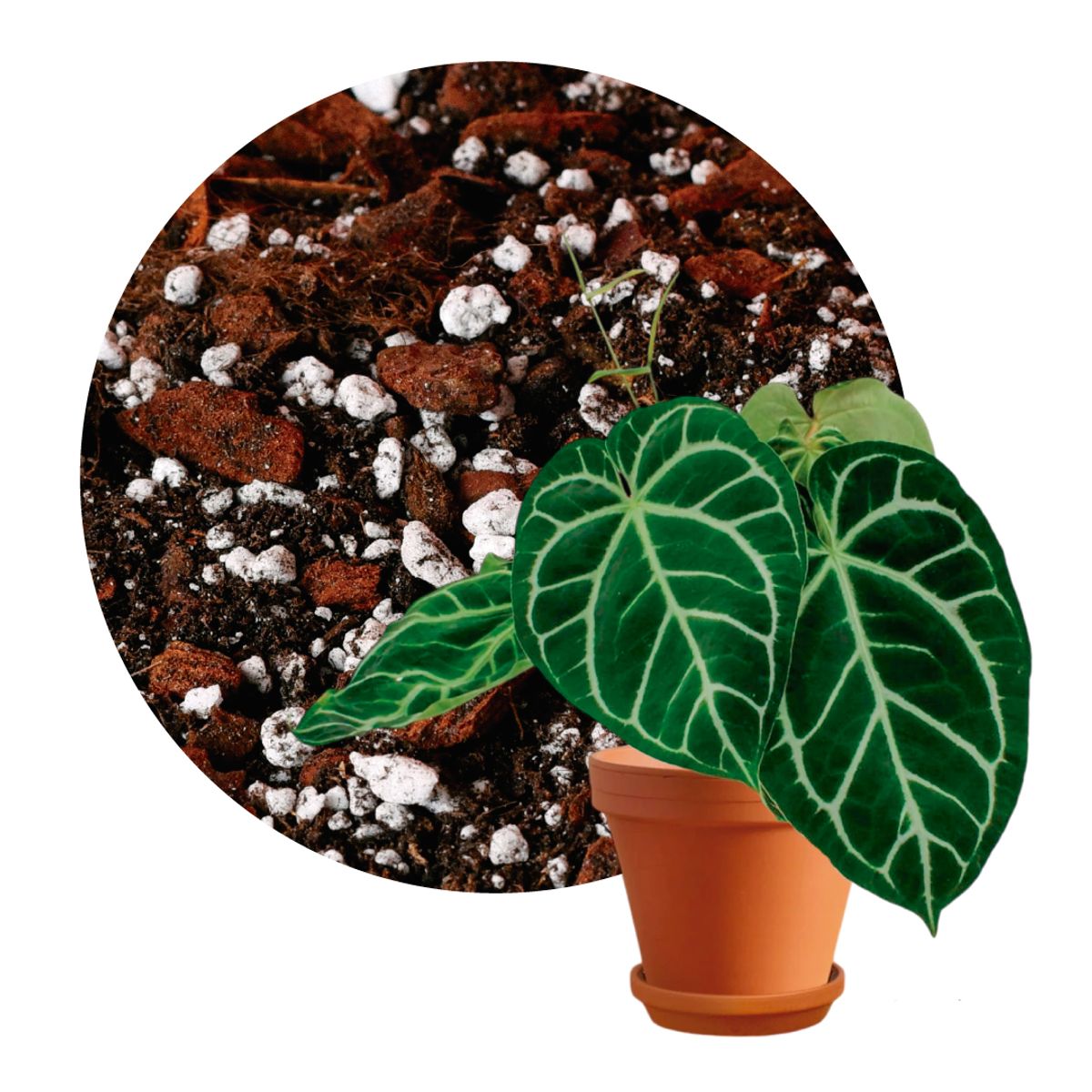 GENERICO - Sustrato Araceae - Aroids bolsa x 4 Litros (1.5 kg)