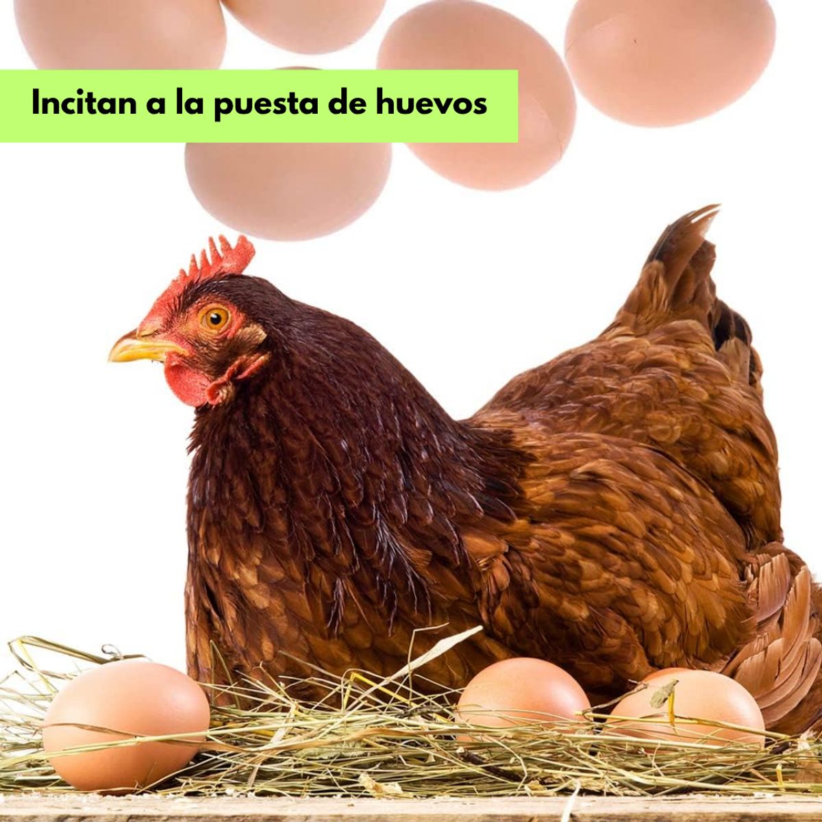 GENERICO - HUEVOS DE GALLINA FALSO GRANDE PACK X15