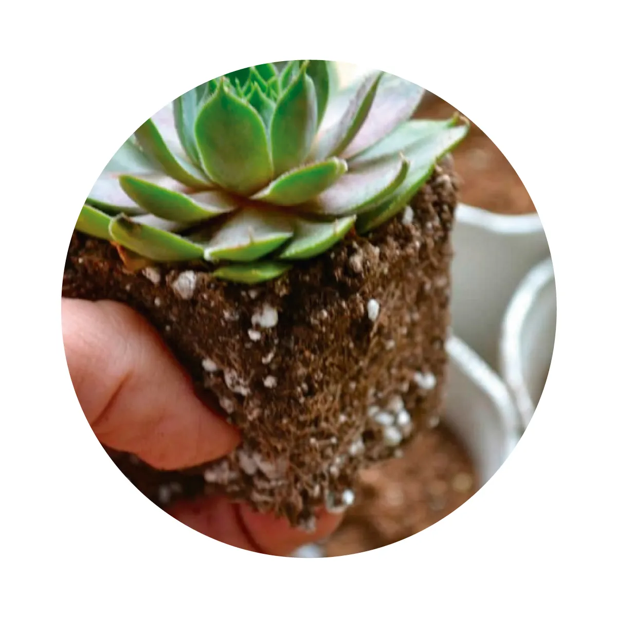 GENERICO - Sustrato Cactus y Suculentas Premium 2 Kilos (4 Litros)