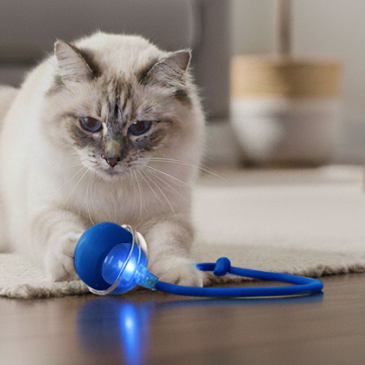 AMICATS - Pelota Interactiva con Cuerda para Gatos y Perros  Azul