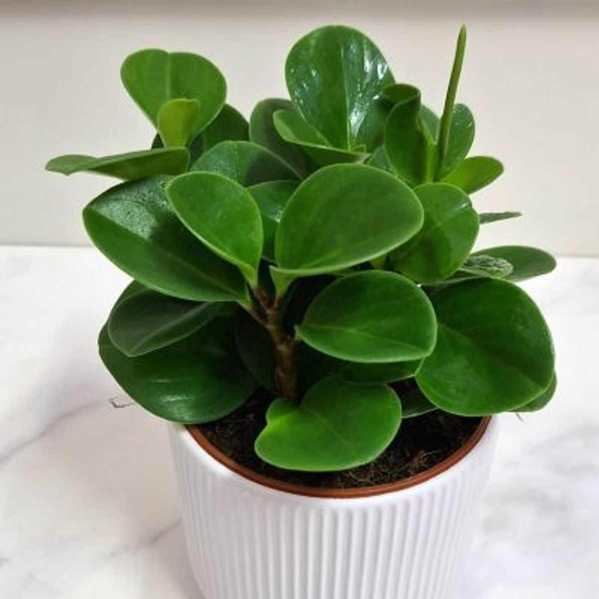 FLORALIA - Arreglos Florales - Peperomia Verde con Maceta