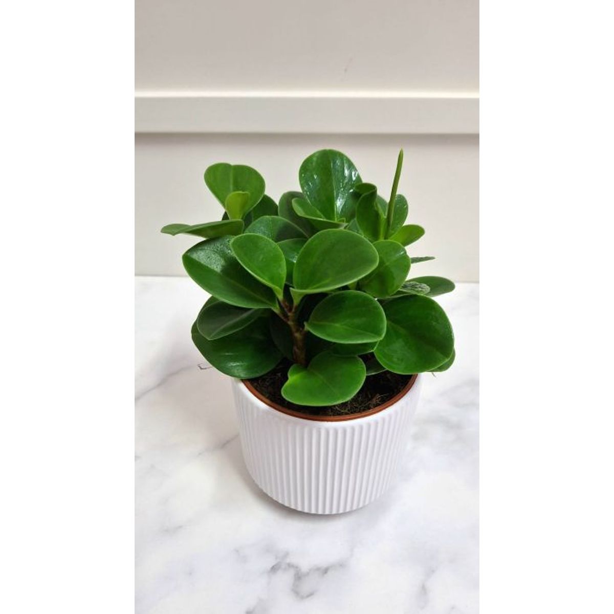 FLORALIA - Arreglos Florales - Peperomia Verde con Maceta