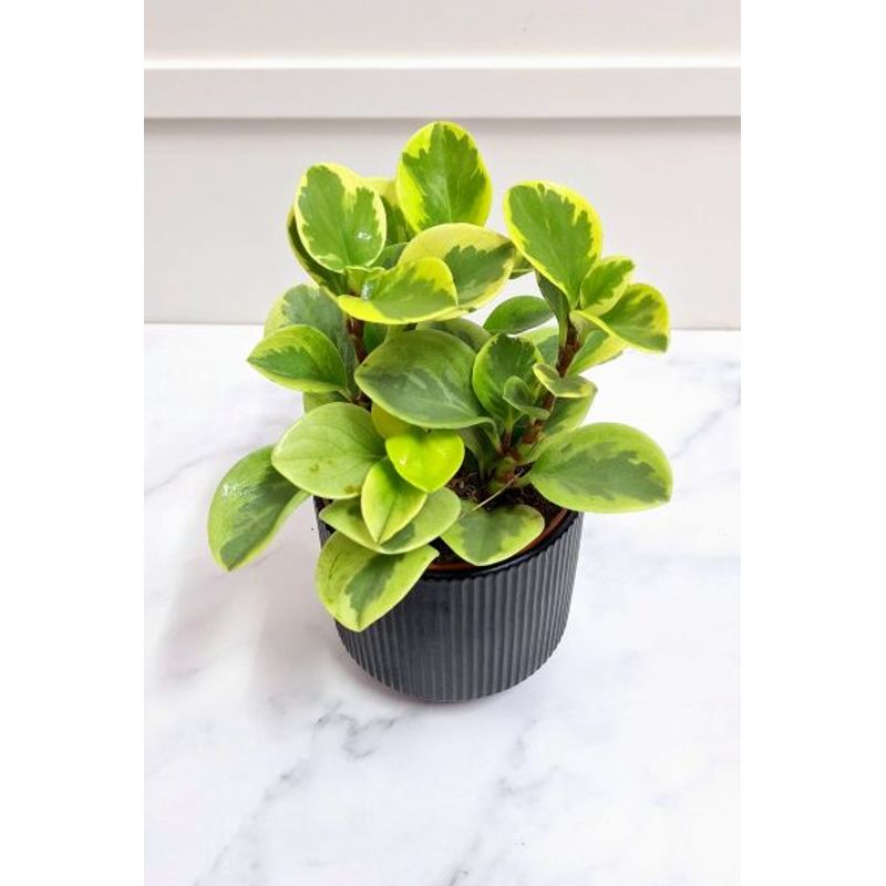 FLORALIA - Arreglo Florales - Peperomia combinada  Maceta