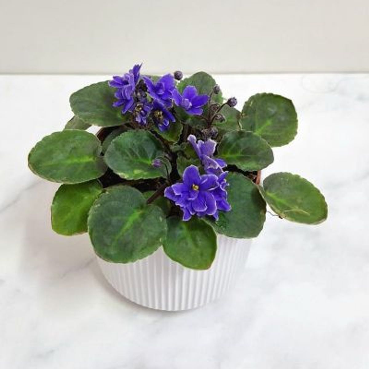 FLORALIA - Arreglo  de Flores - Violeta Morada – Maceta