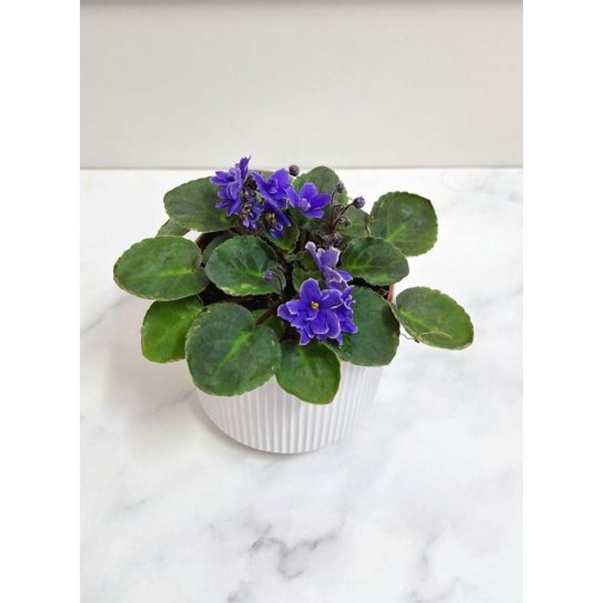 FLORALIA - Arreglo  de Flores - Violeta Morada – Maceta