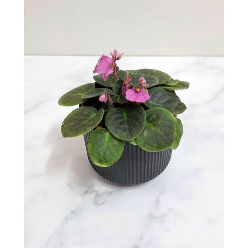 FLORALIA - Arreglo Flores -  Violeta Guinda - Rosada – Maceta