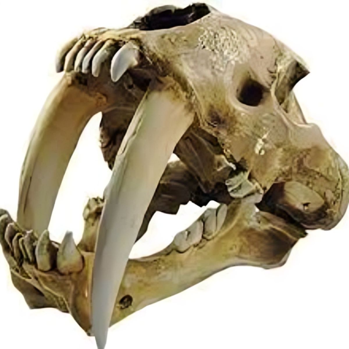 GENERICO - ADORNO PARA ACUARIO - DIENTES SABLE 9 x 12 x 11 cm