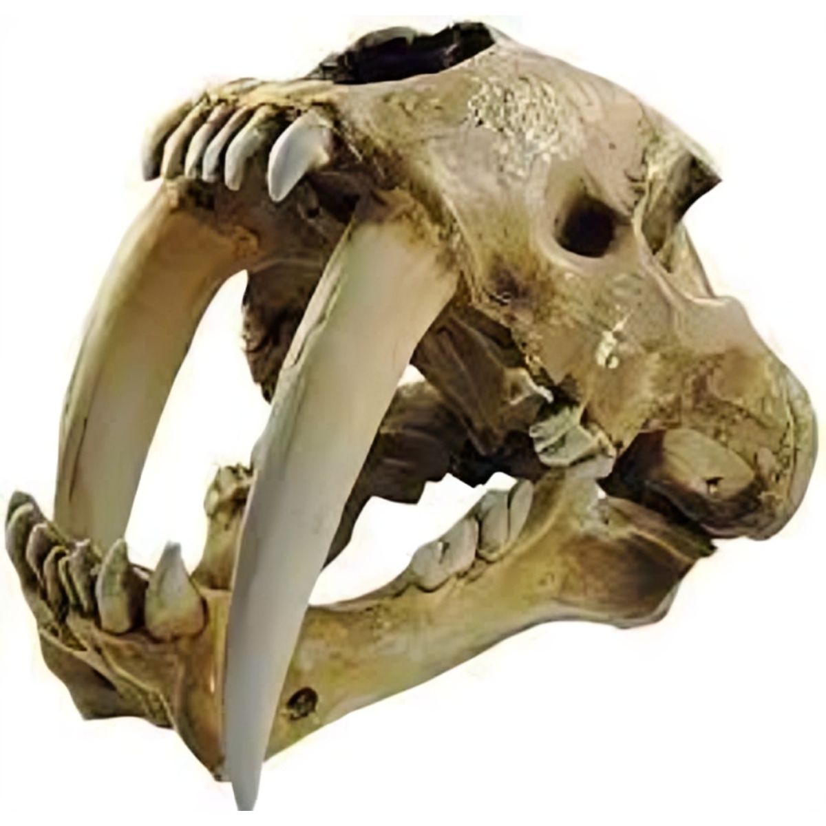 GENERICO - ADORNO PARA ACUARIO - DIENTES SABLE 9 x 12 x 11 cm