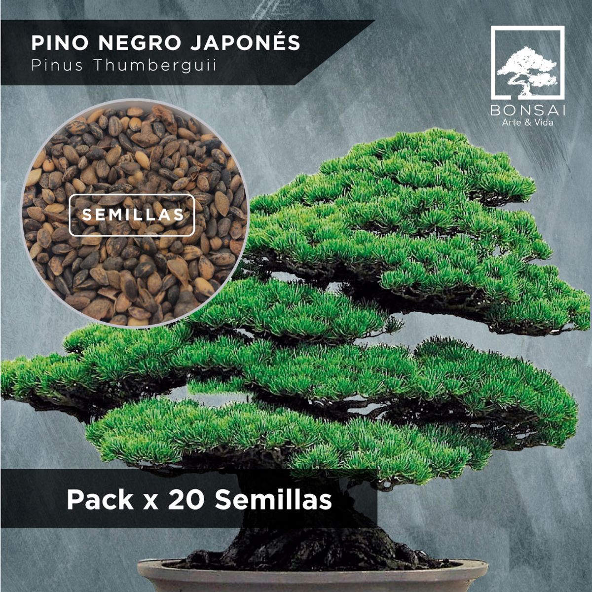 GENERICO - Semillas de Pino Negro Japonés Bonsái x 20 Unidades