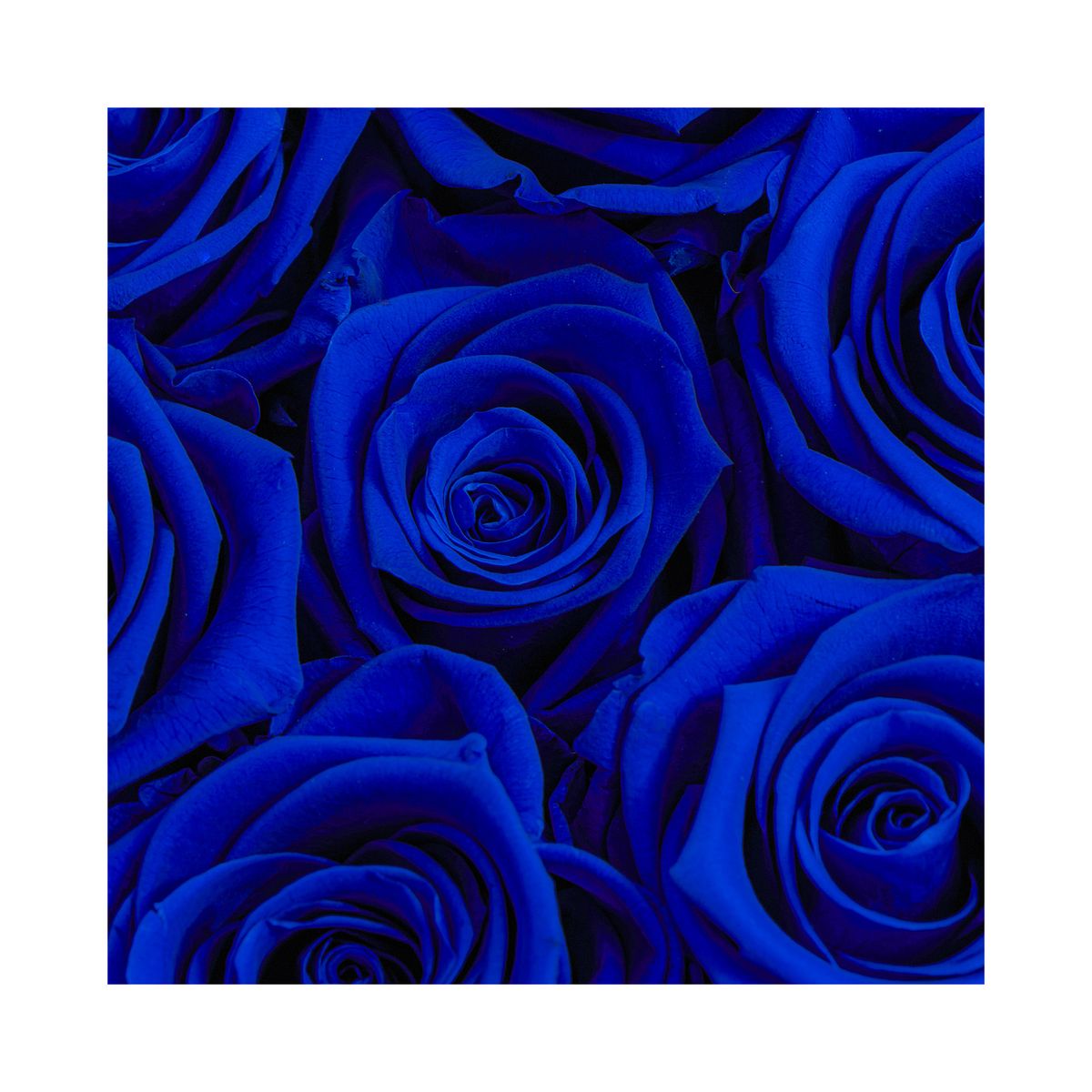 AIROSA - Box Premium con 4 Rosas Azules Preservadas – Colección Aura Eternas
