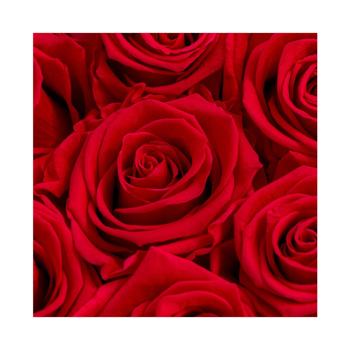 AIROSA - ROSAS PRESERVADAS - AIROSA  Flor Rosa Encanto Airosa - color rojo