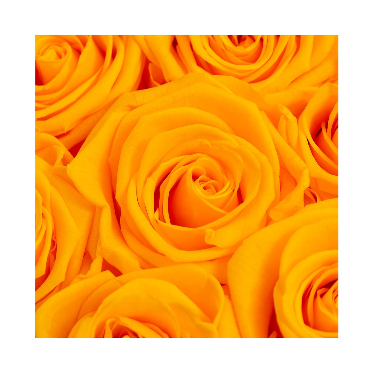 AIROSA - ROSAS PRESERVADAS - AIROSA  Flores Amarillas encanto Airosa