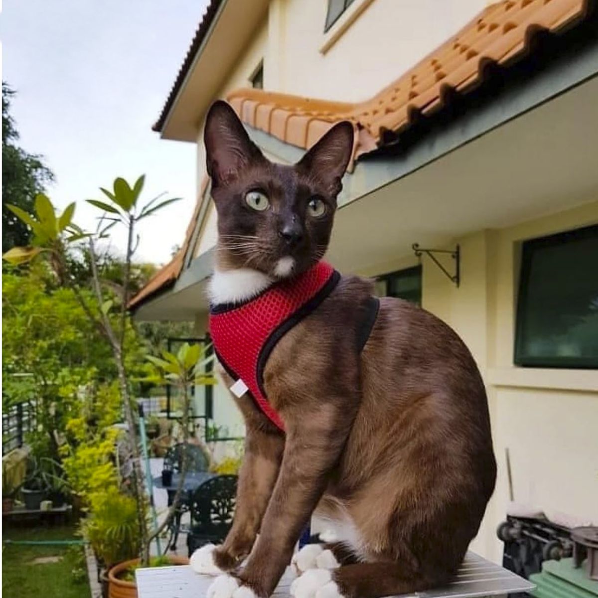 GENERICO - ARNÉS PARA GATO XS ROJO