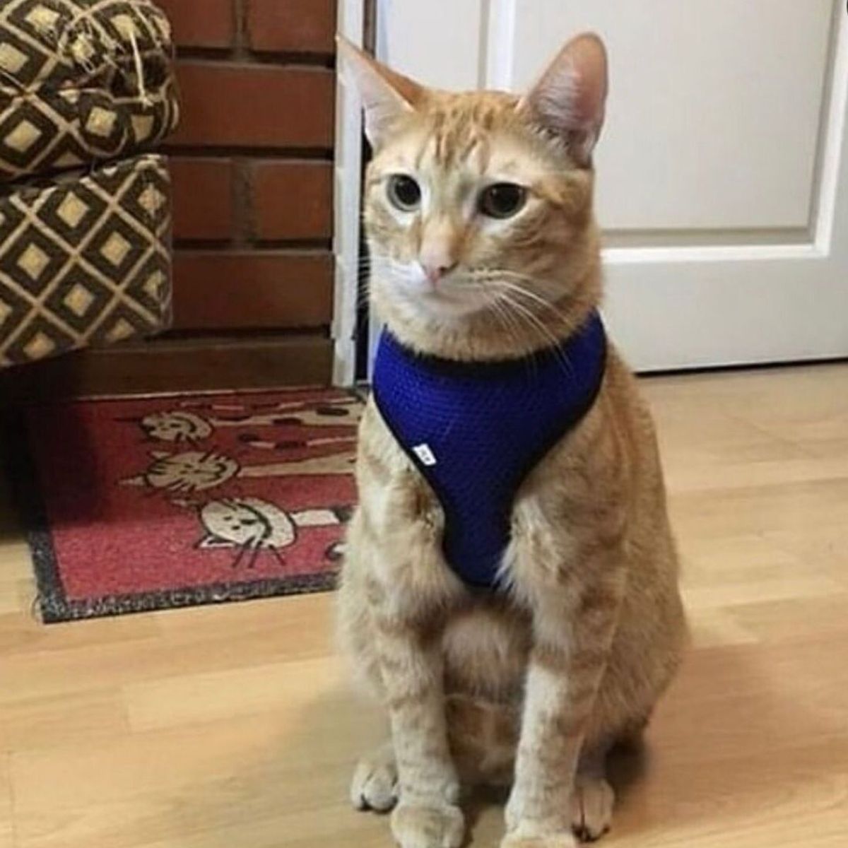 GENERICO - ARNÉS PARA GATO S AZUL