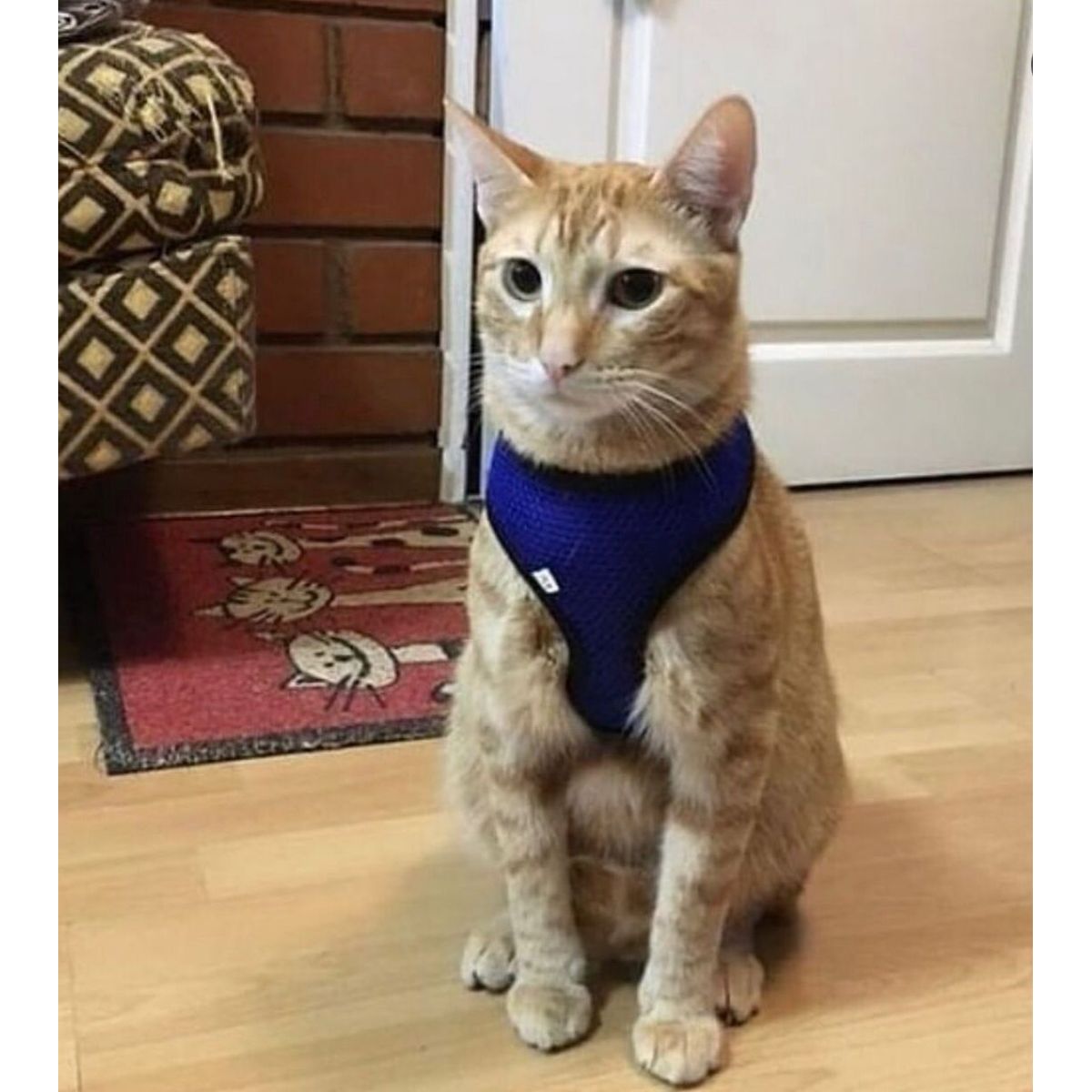 GENERICO - ARNÉS PARA GATO S AZUL