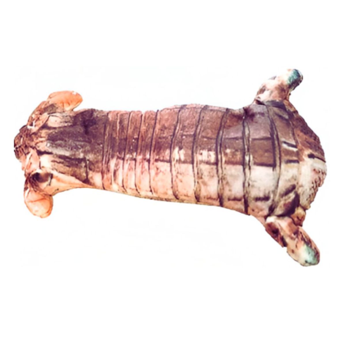 GENERICO - Pescado Electrónico con Sensor Movimiento para Gato MODELO 2