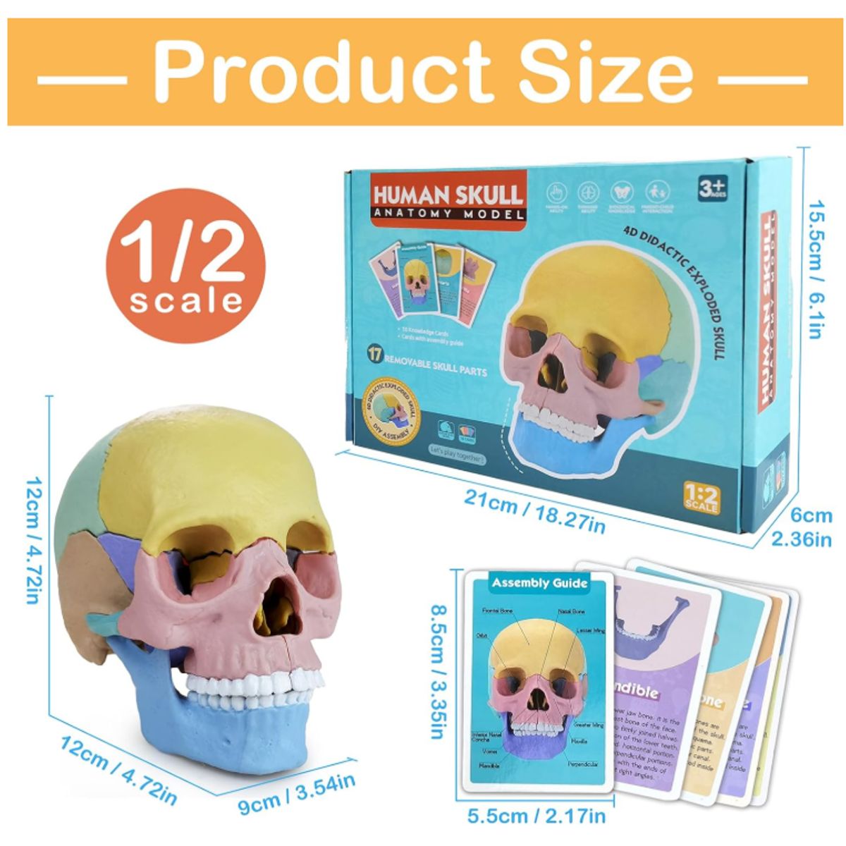 GENERICO - Cabeza cráneo de anatomía humana de tamaño mini desmontable