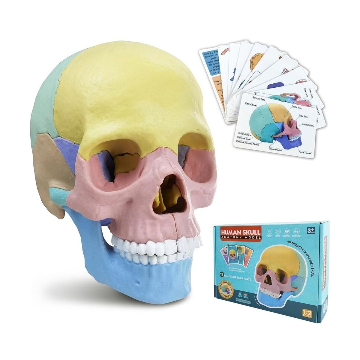 GENERICO - Rompecabezas Didáctico Cráneo Humano para Niños - 17 Piezas