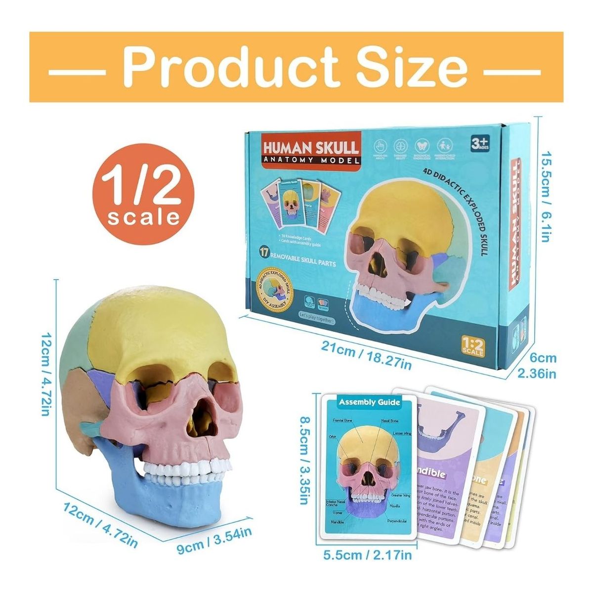 GENERICO - Rompecabezas Didáctico Cráneo Humano para Niños - 17 Piezas