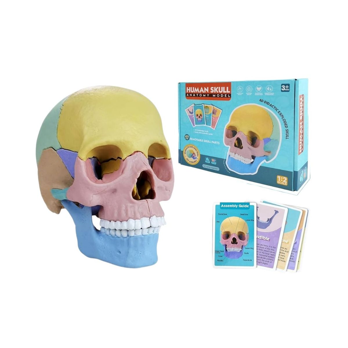 GENERICO - Juego Rompecabezas Didáctico Cráneo Humano 4D para Niños - Escala 1-2