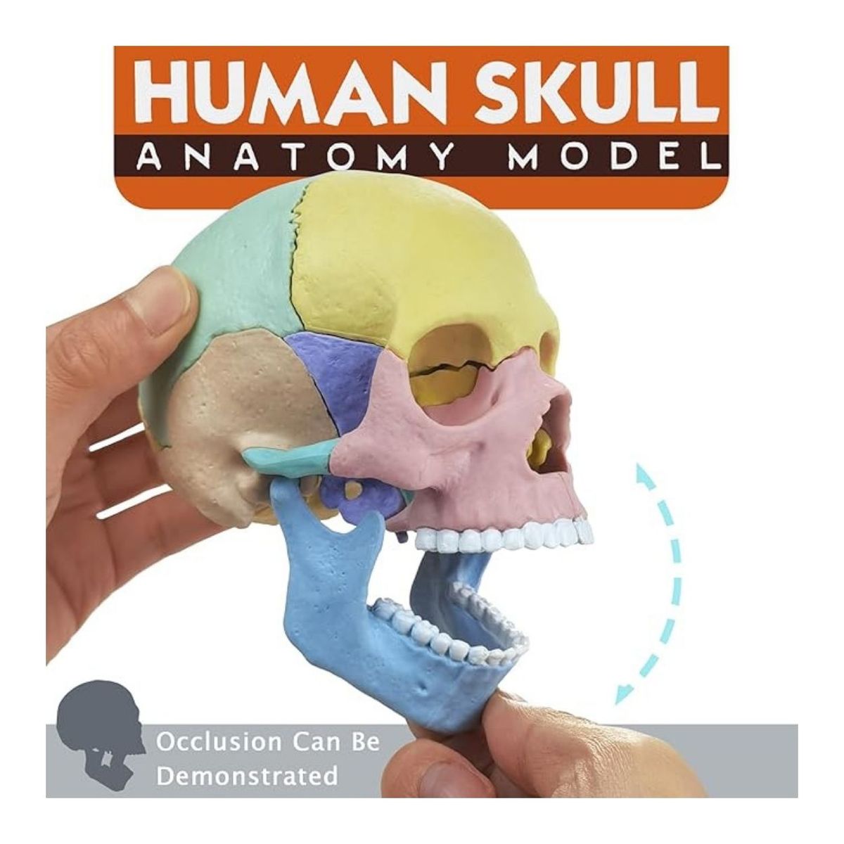 GENERICO - Juego Rompecabezas Didáctico Cráneo Humano 4D para Niños - Escala 1-2