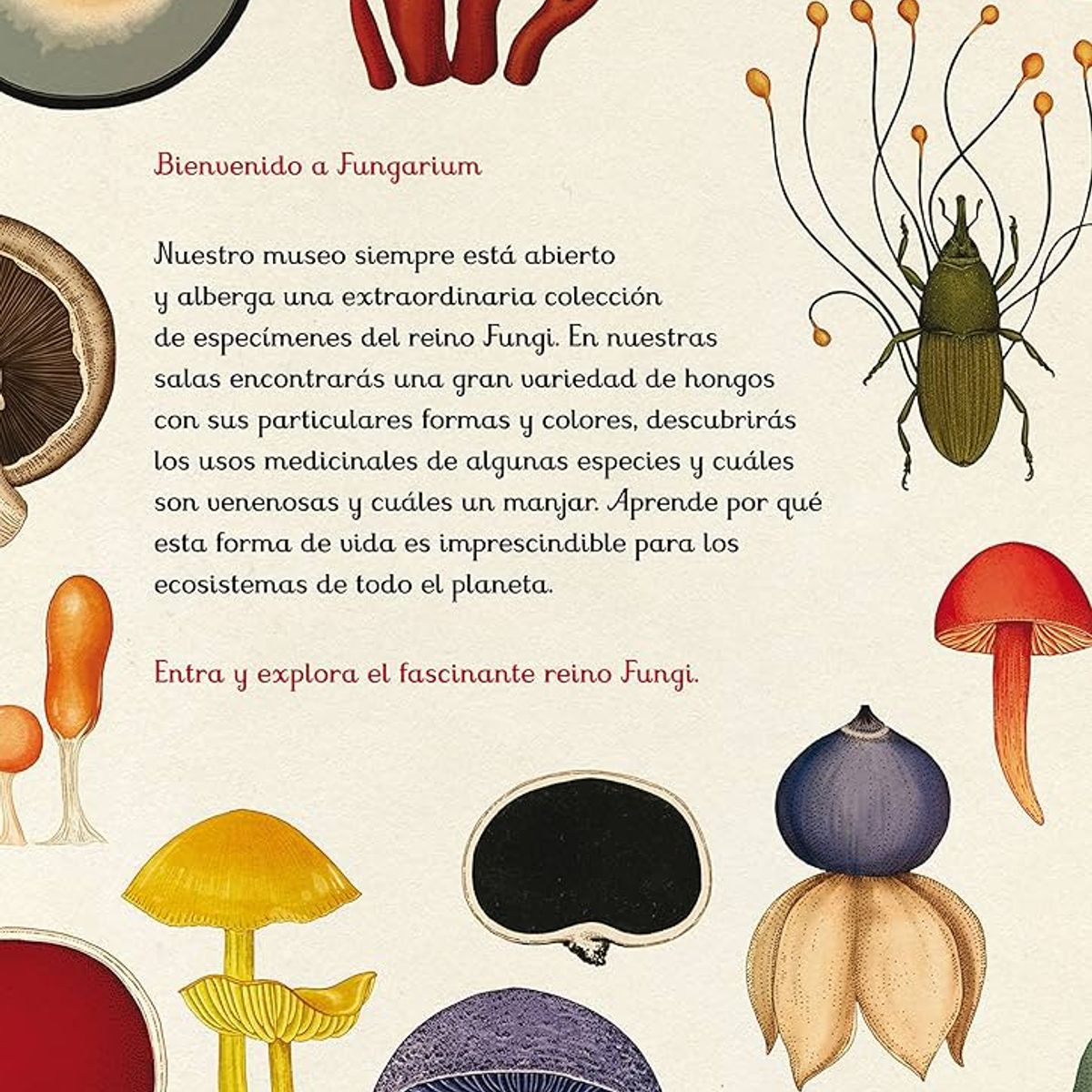 OCEANO - FUNGARIUM Libro sobre hongos