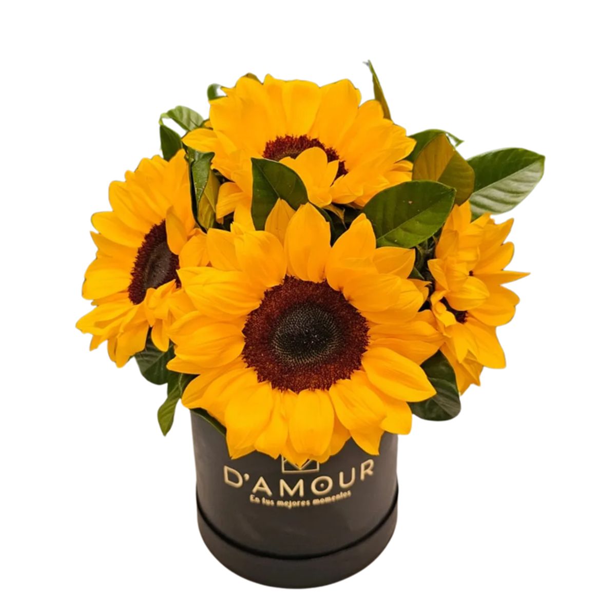 D'AMOUR - Box de Girasoles
