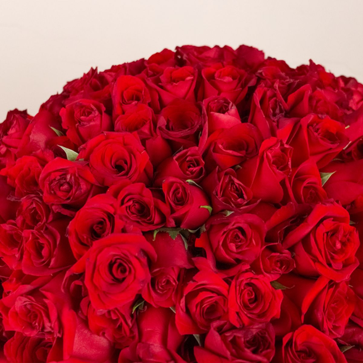 GENERICO - Ramo Buchón 500 Rosas