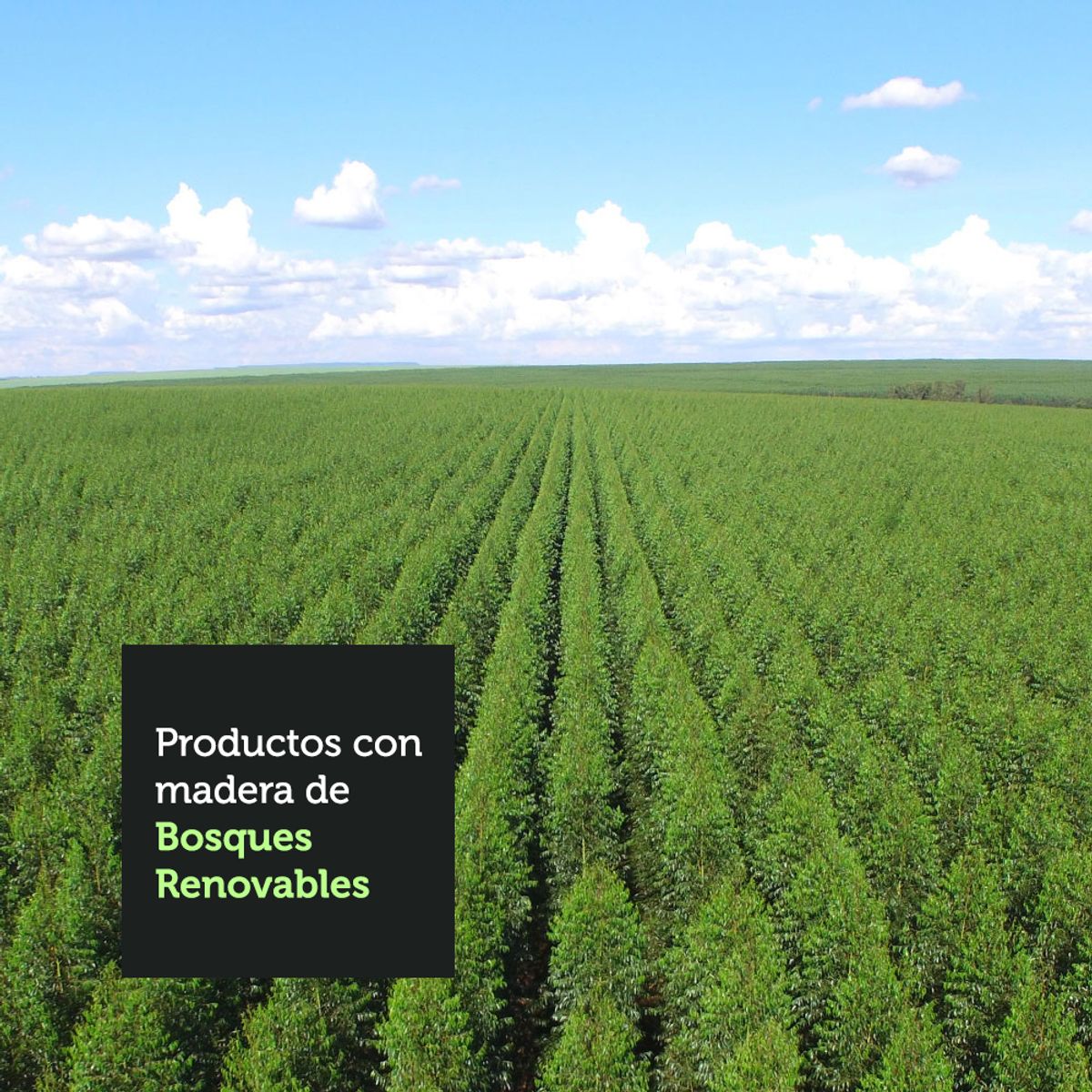 MADESA - Juego de Comedor Wendy con 6 Sillas