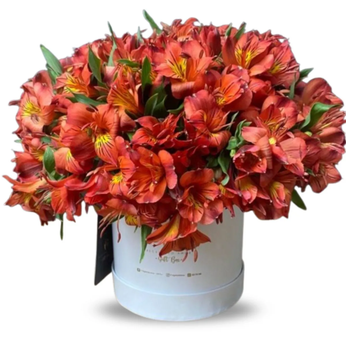 GENERICO - Box Floral Astromelias Rojas - Ramo de Flores