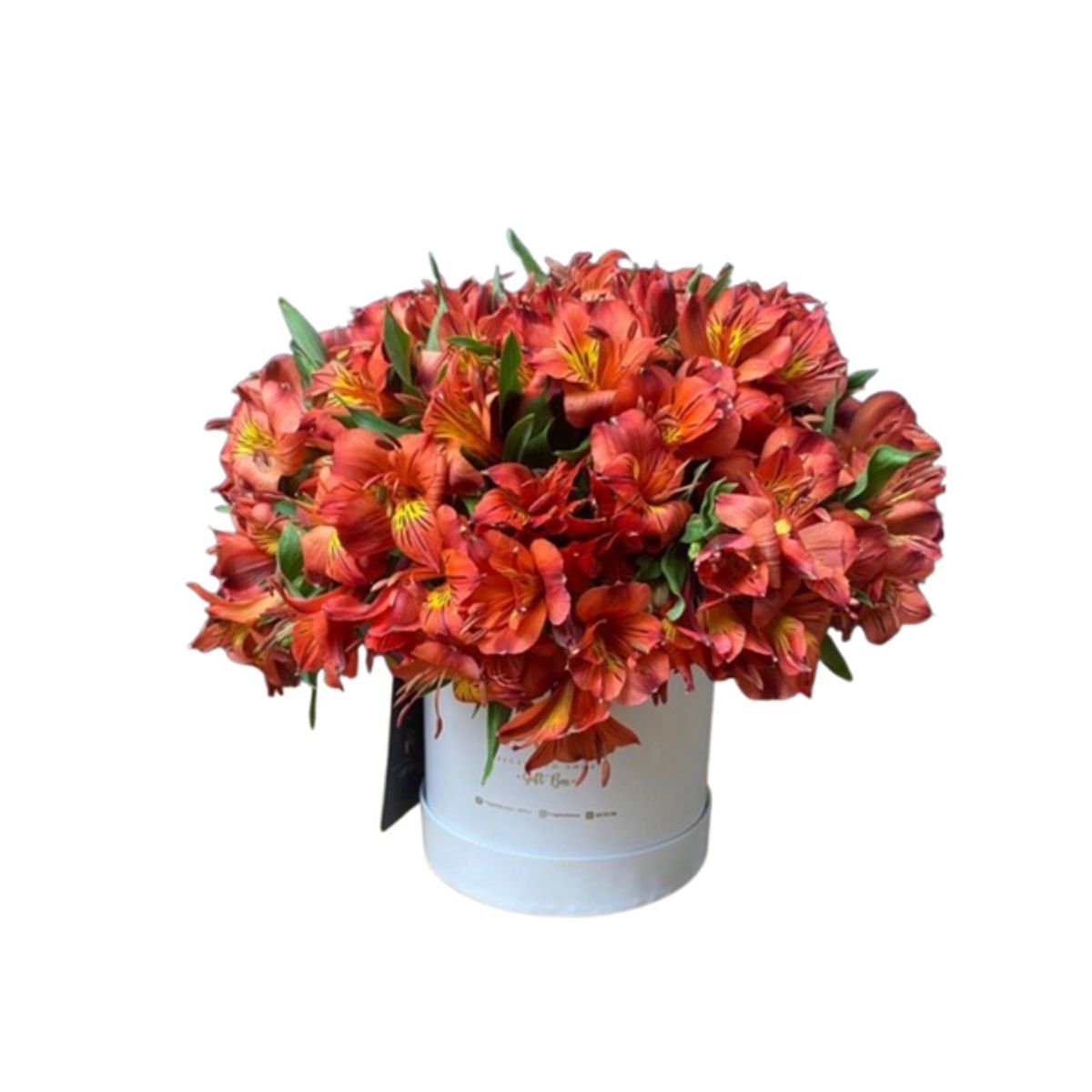 GENERICO - Box Floral Astromelias Rojas - Ramo de Flores