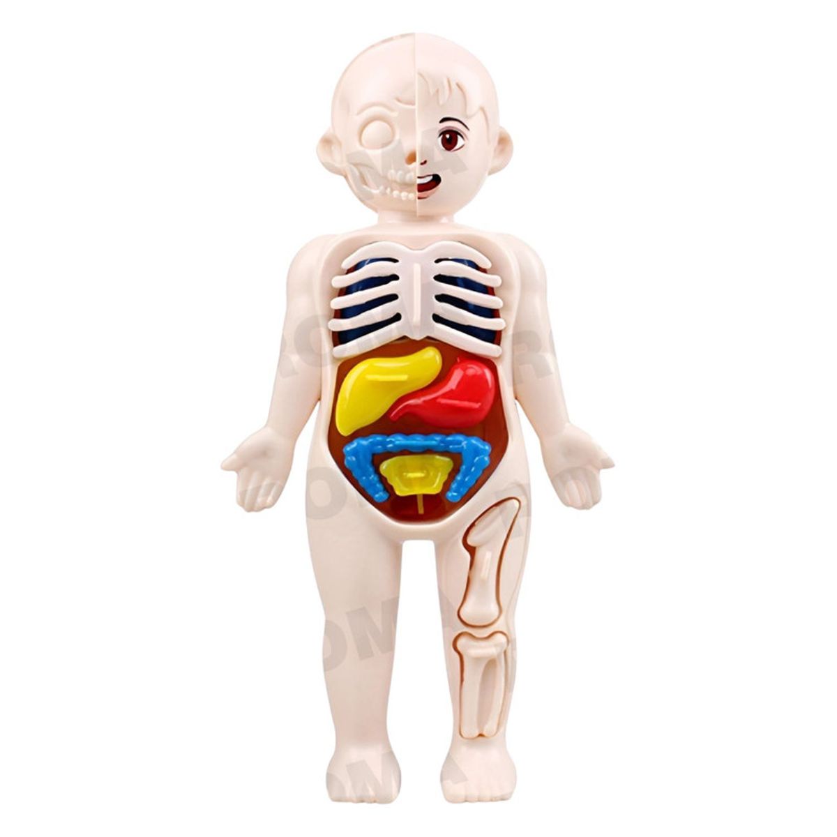GENERICO - JUEGO EDUCATIVO DE ANATOMÍA DEL CUERPO ENCAJABLE