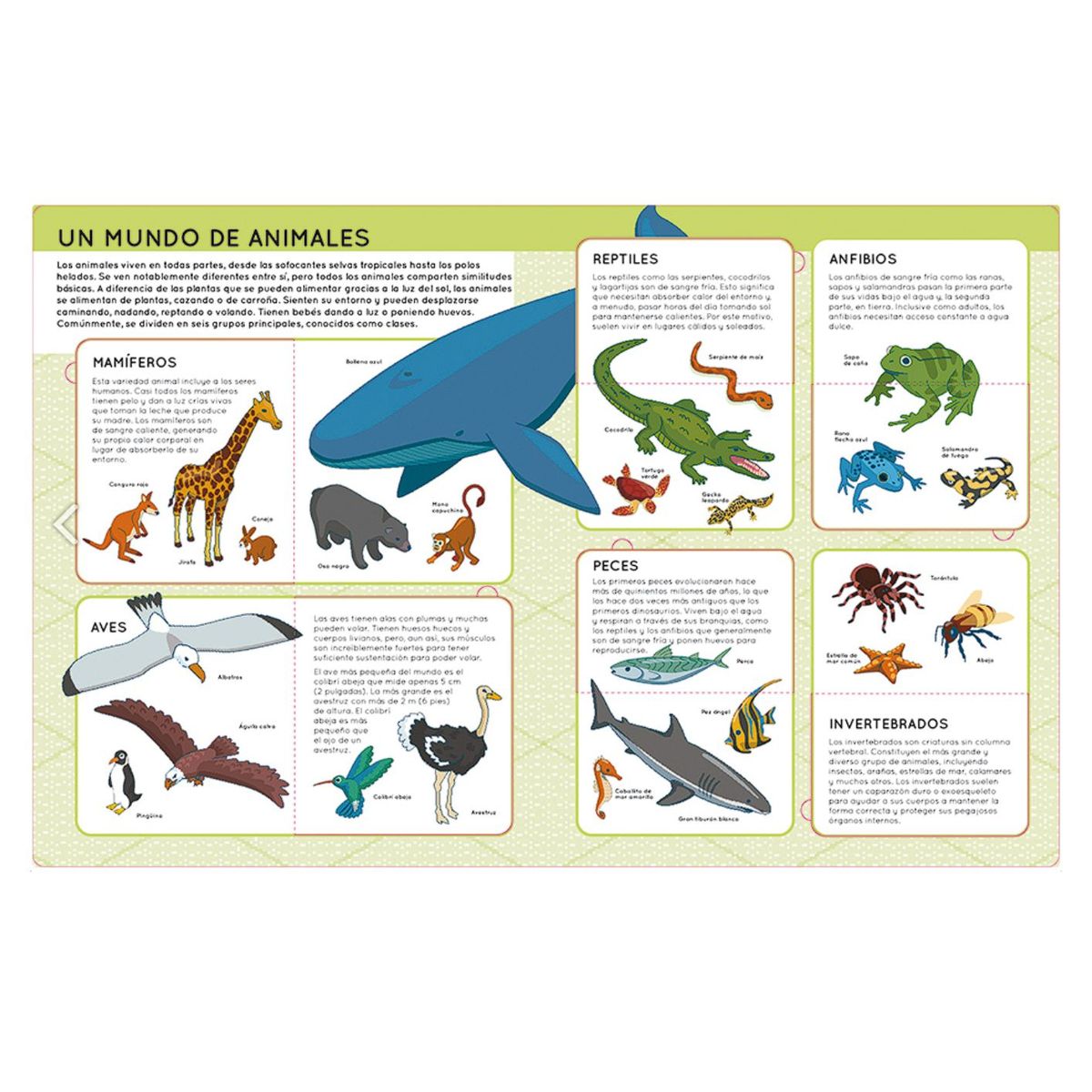 GENERICO - Los Animales - Libro con solapas - Libros para niños