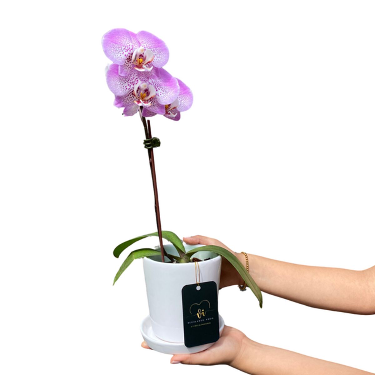 GENERICO - Mini Orquidea con Maceta - Orquidea - Flores naturales