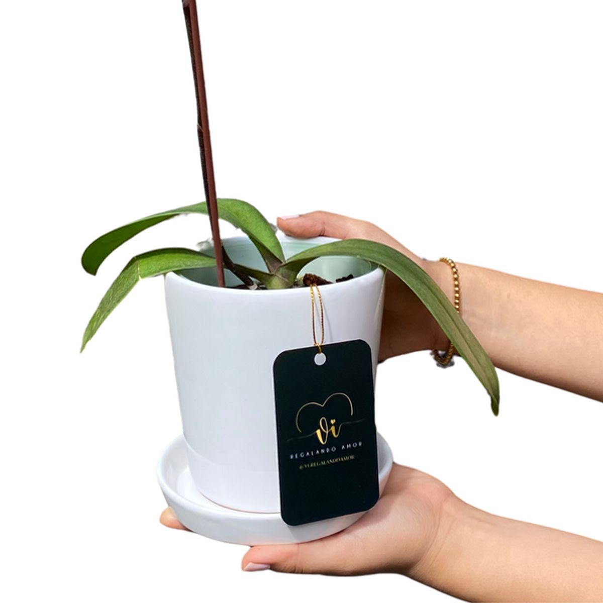 GENERICO - Mini Orquidea con Maceta - Orquidea - Flores naturales