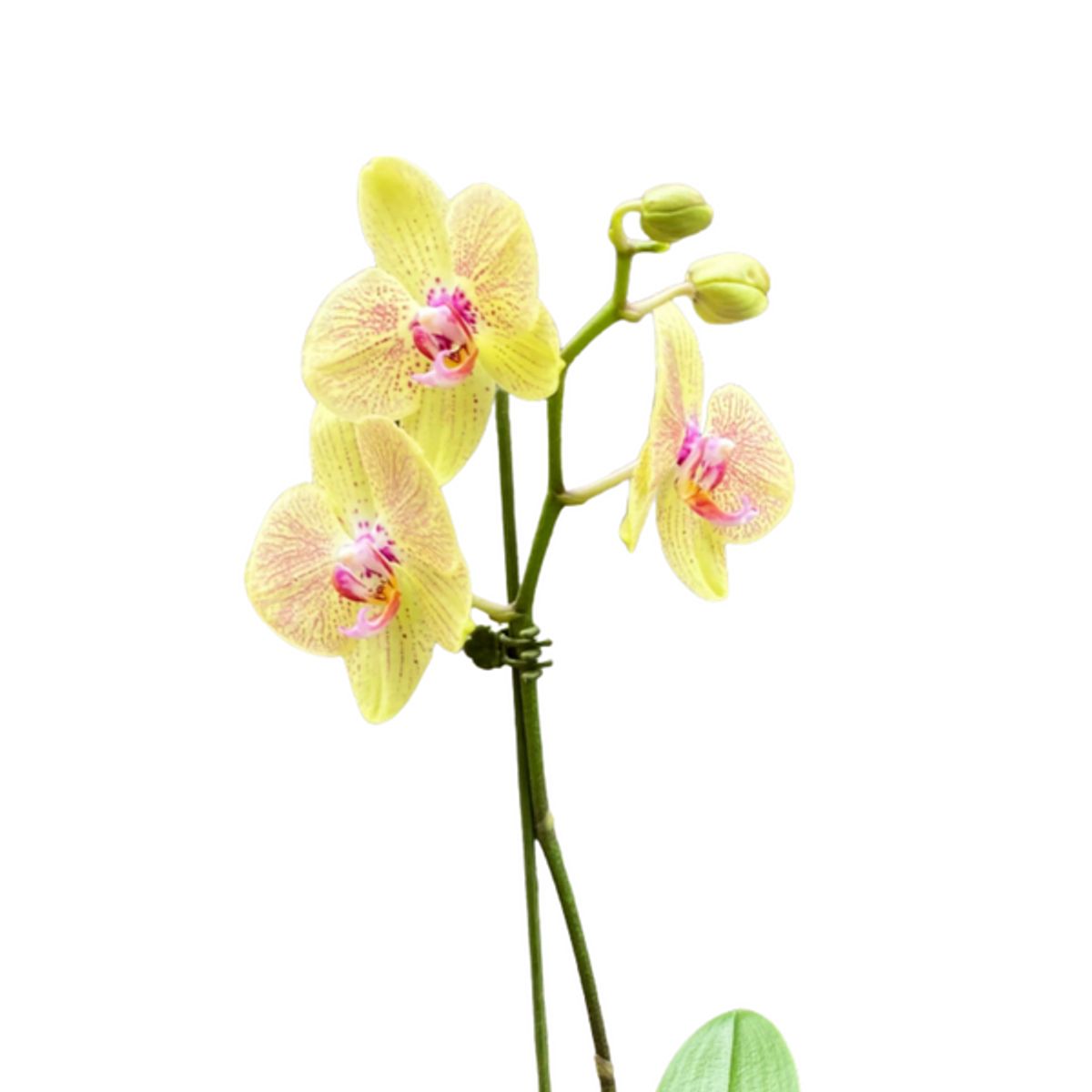 GENERICO - Orquidea con Maceta - Orquidea Mediana- flores