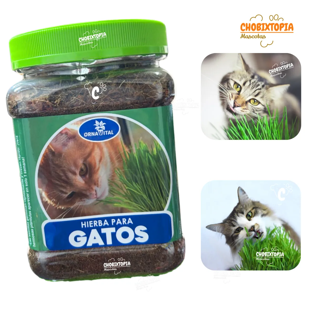 GENERICO - HIERBA GATERA-POTE SUSTRATO + SACHET DE SEMILLAS