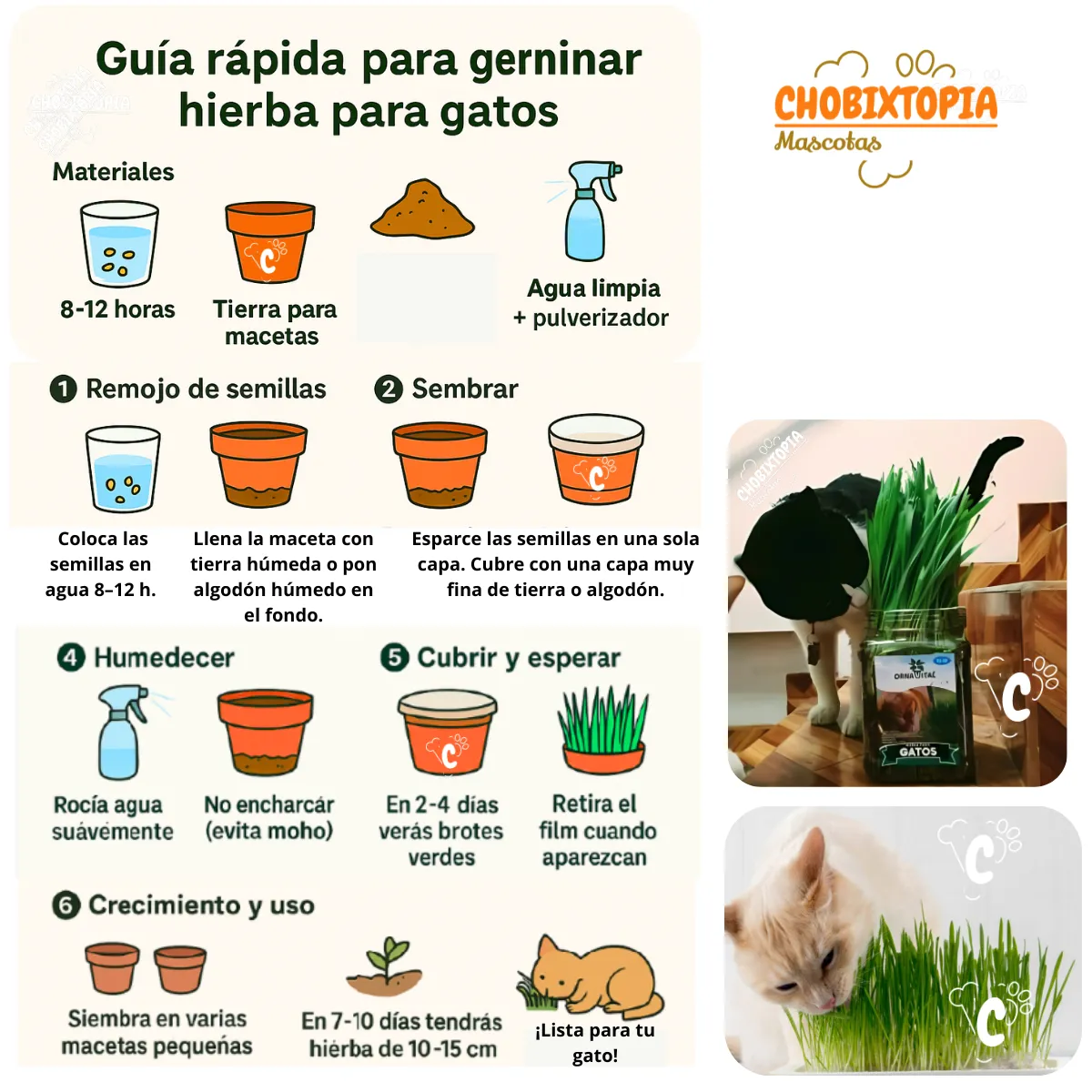 GENERICO - HIERBA GATERA-POTE SUSTRATO + SACHET DE SEMILLAS