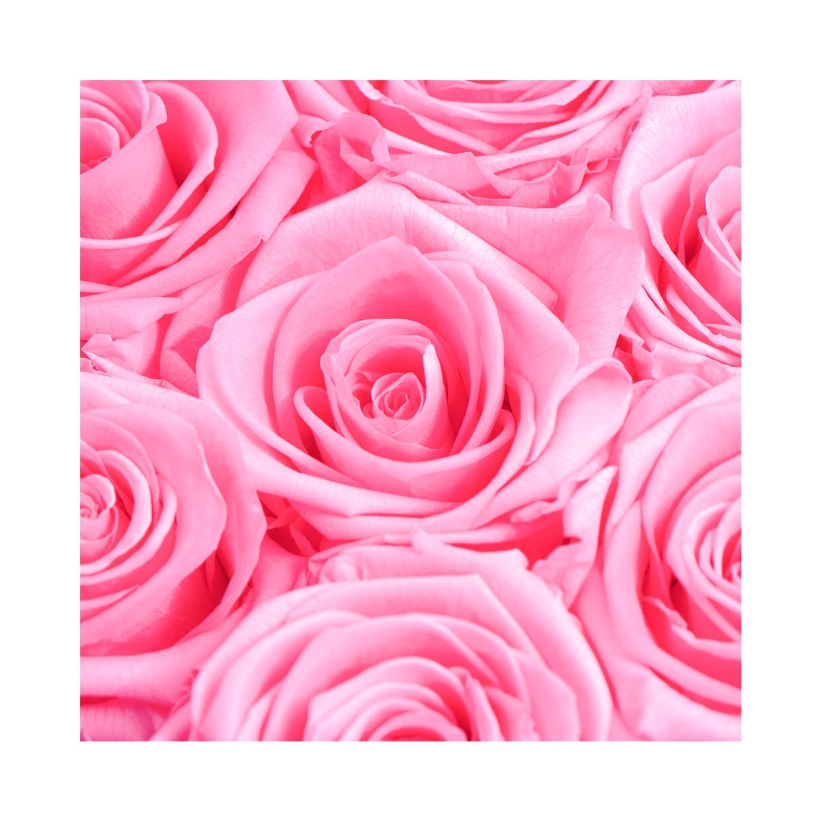 AIROSA - ROSAS PRESERVADAS - AIROSA  Rosa Preservada 9 Mini  - color Fucsia - Box Negro