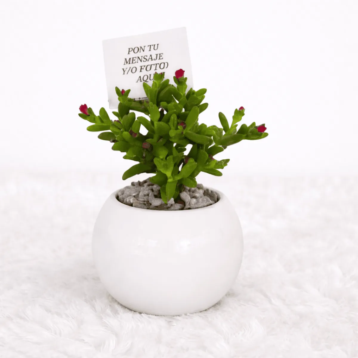 VI REGALANDO AMOR - Mini Suculentas - Planta Aleatoria