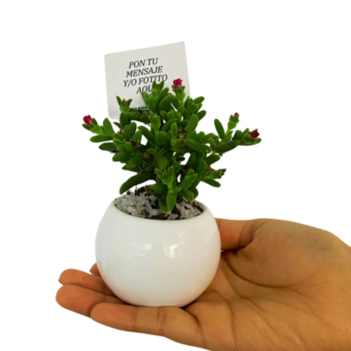 VI REGALANDO AMOR - Mini Suculentas - Planta Aleatoria