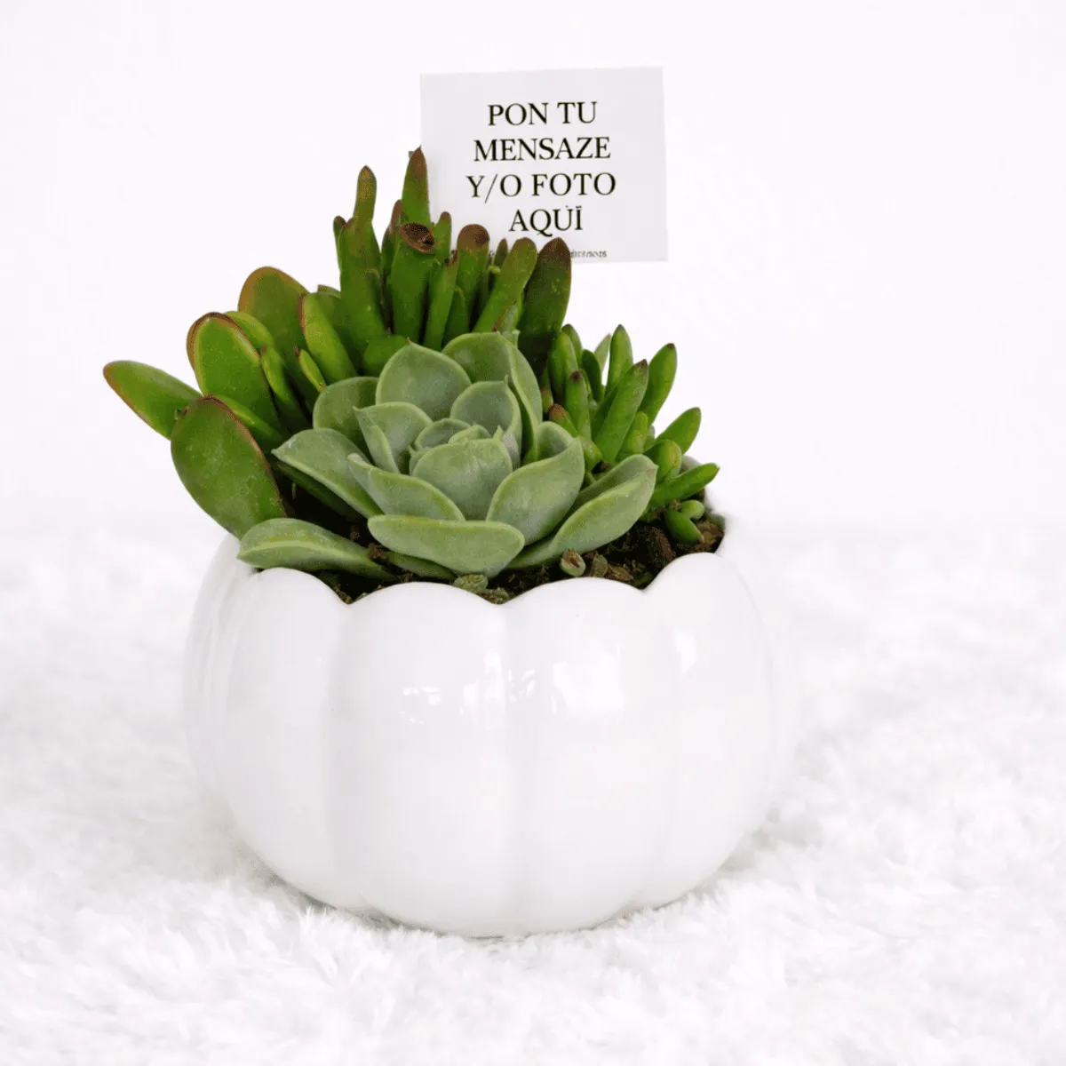 VI REGALANDO AMOR - Mix Suculentas - Plantas para el hogar