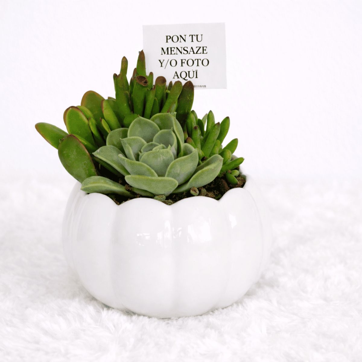 VI REGALANDO AMOR - Mix Suculentas - Plantas para el hogar