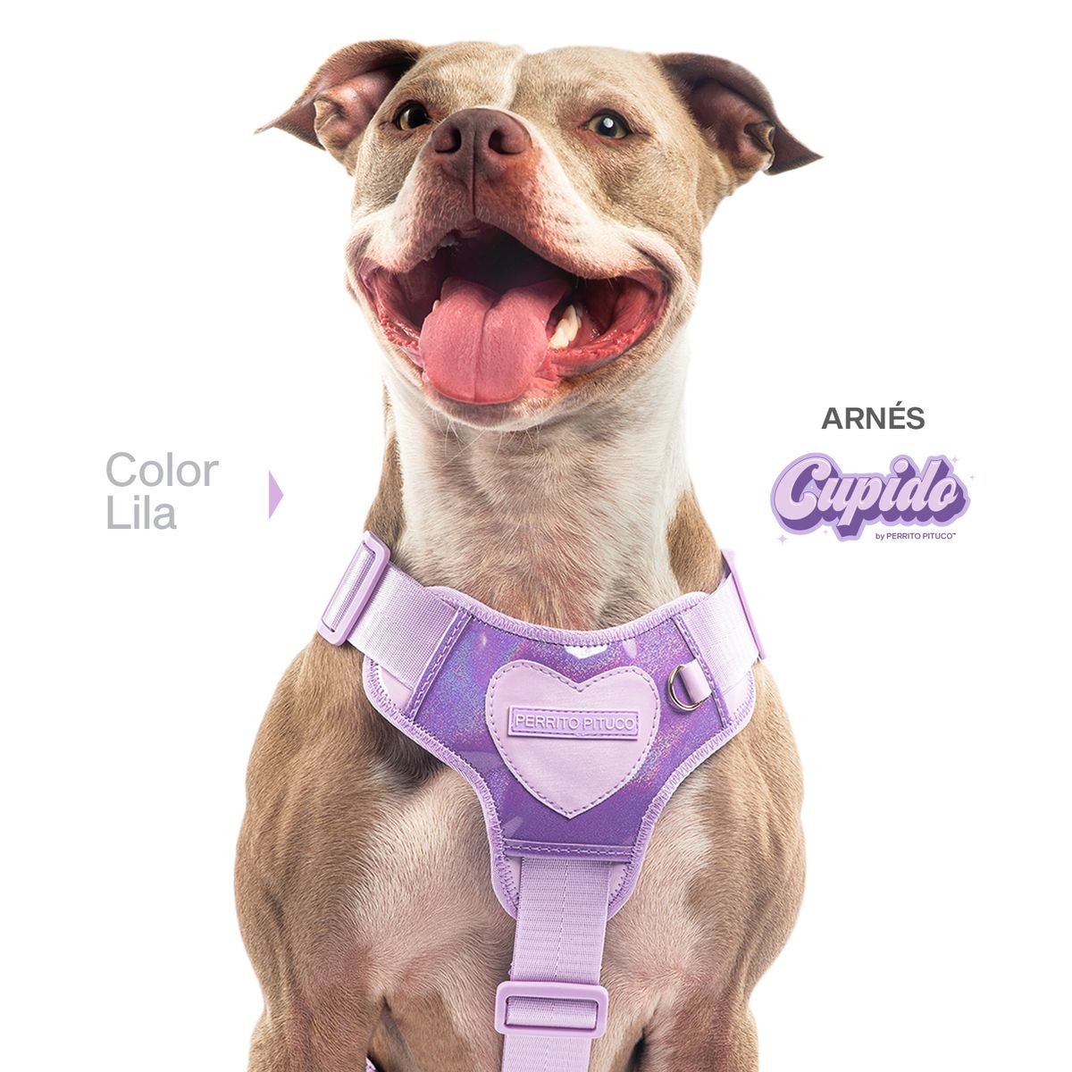 PERRITO PITUCO - ARNÉS PERRITO PITUCO CUPIDO LILA TALLA M