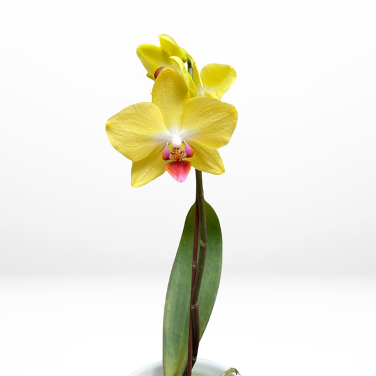 GENERICO - Mini Orquídea Amarilla en Maceta Blanca - Flores amarillas