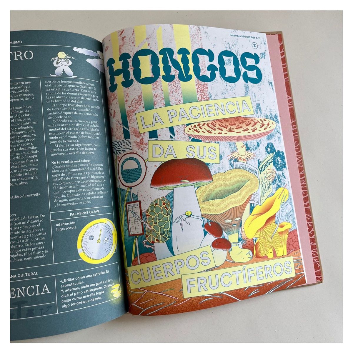 LIBROS DEL ZORRO ROJO - Hongos  Jirí Dvorák