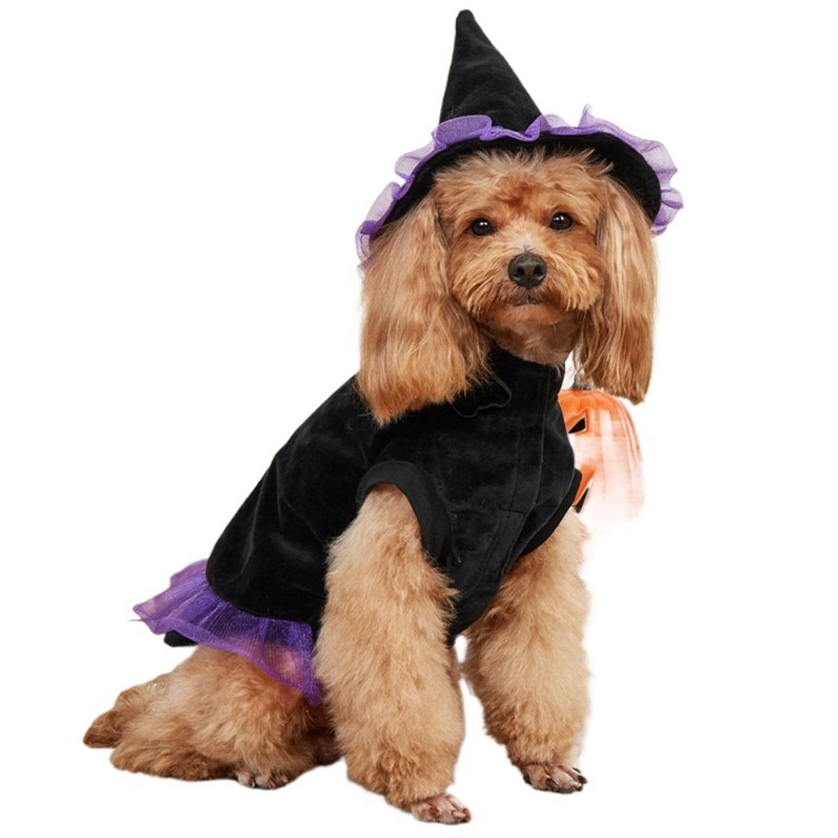 GIOIO - Disfraz para Perro de Bruja o Brujo Halloween M