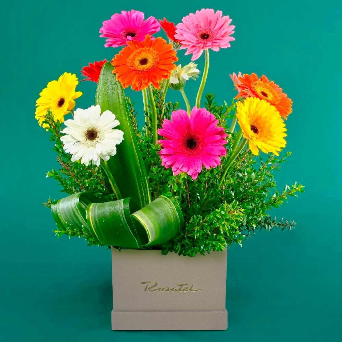 ROSATEL - Arreglo Alexandra